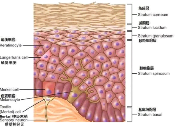 孚美达乳膏是如何淡化皮肤色素的？
